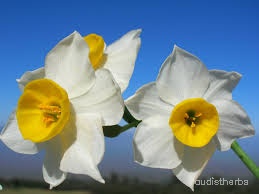 Narcissus tazetta flower5.jpg